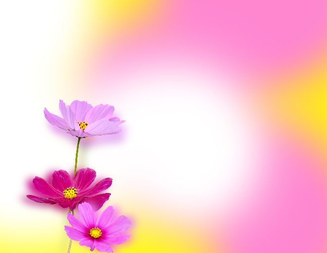 Lovely flowers PPT background