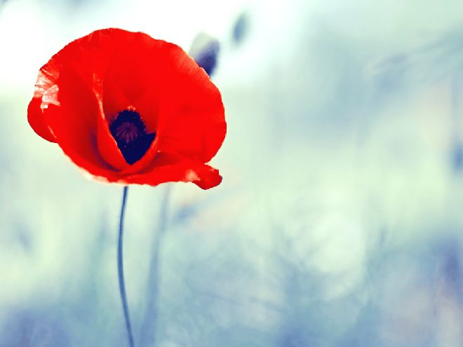 <b>Poppy theme PPT background</b>