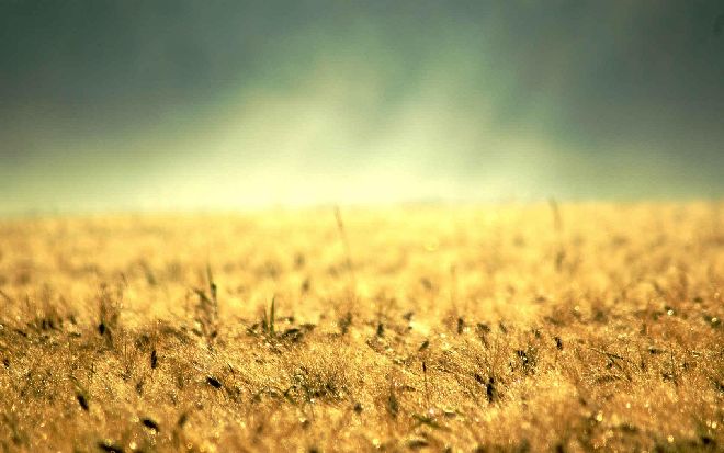 4+ obscure and beautiful grass PowerPoint backgrounds