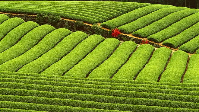 Green tea garden PowerPoint backgrounds