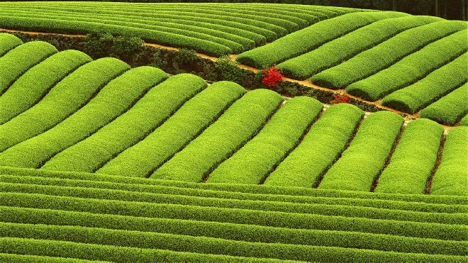 Green tea garden PowerPoint backgrounds & Google Slides