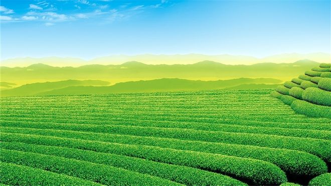 Green tea garden PowerPoint backgrounds & Google Slides