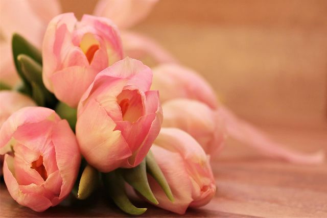 <b><font color='#FF6633'>Beautiful tulip background pictures</font></b>